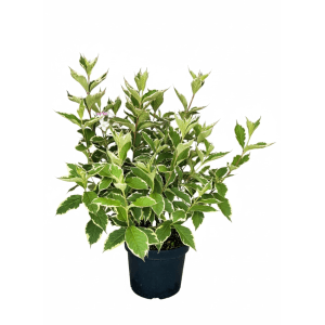 Baumfink Weigelie Florida Nana Variegata als Topfpflanze 40-60cm