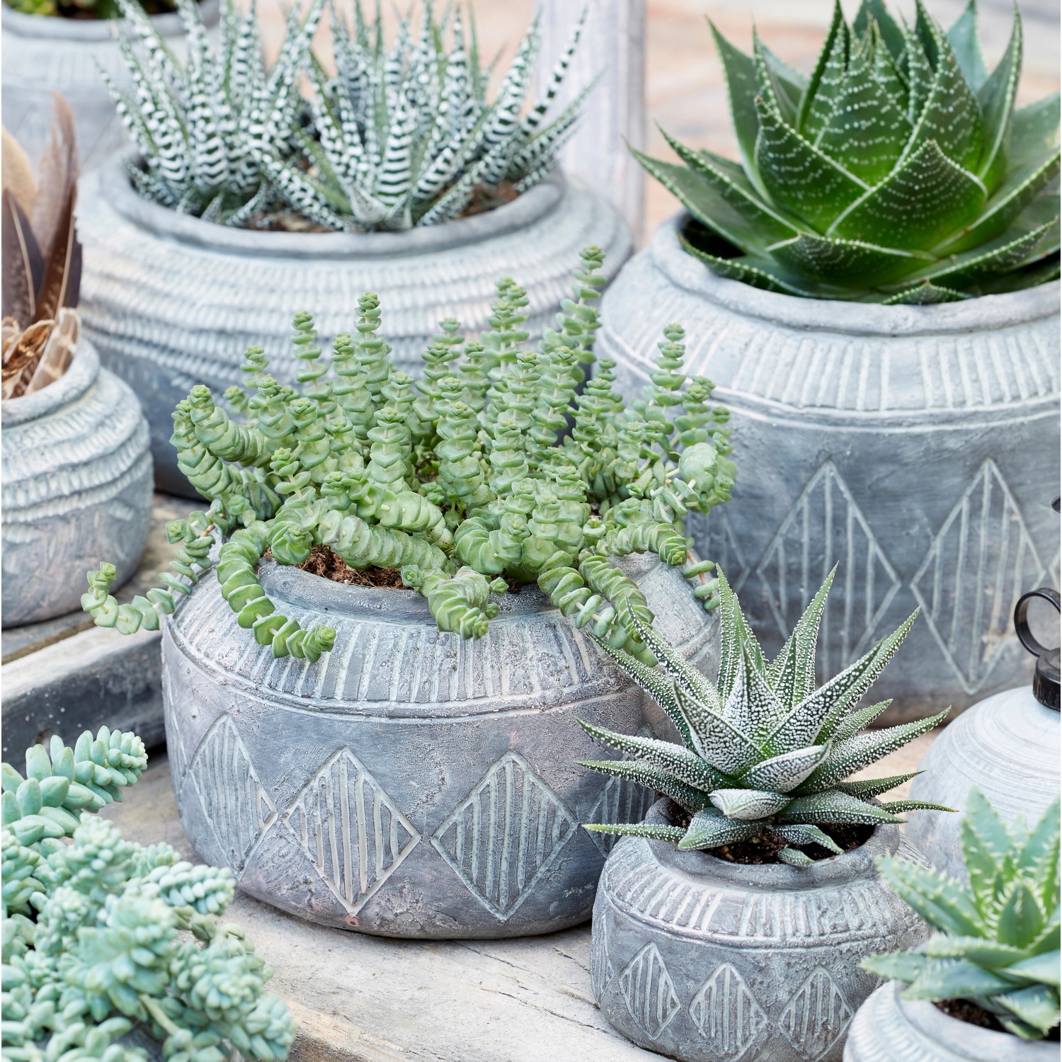 Verschiedene Kakteen und Sukkulenten in grauen Töpfen mit Seramis Spezial-Substrat.