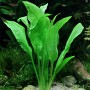Dennerle Echinodorus Bleherae Aquariumpflanze im Aquarium mit Fischen.