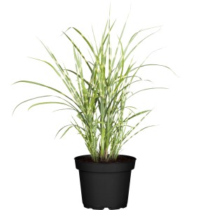 GROW by OBI Zebraschilf Strictus Dwarf im Topf, ein dekoratives Chinaschilf mit gelb-grünen Blättern.