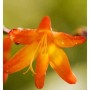 Orange Transkei Montbretie Blüte, Nahaufnahme der Staude.