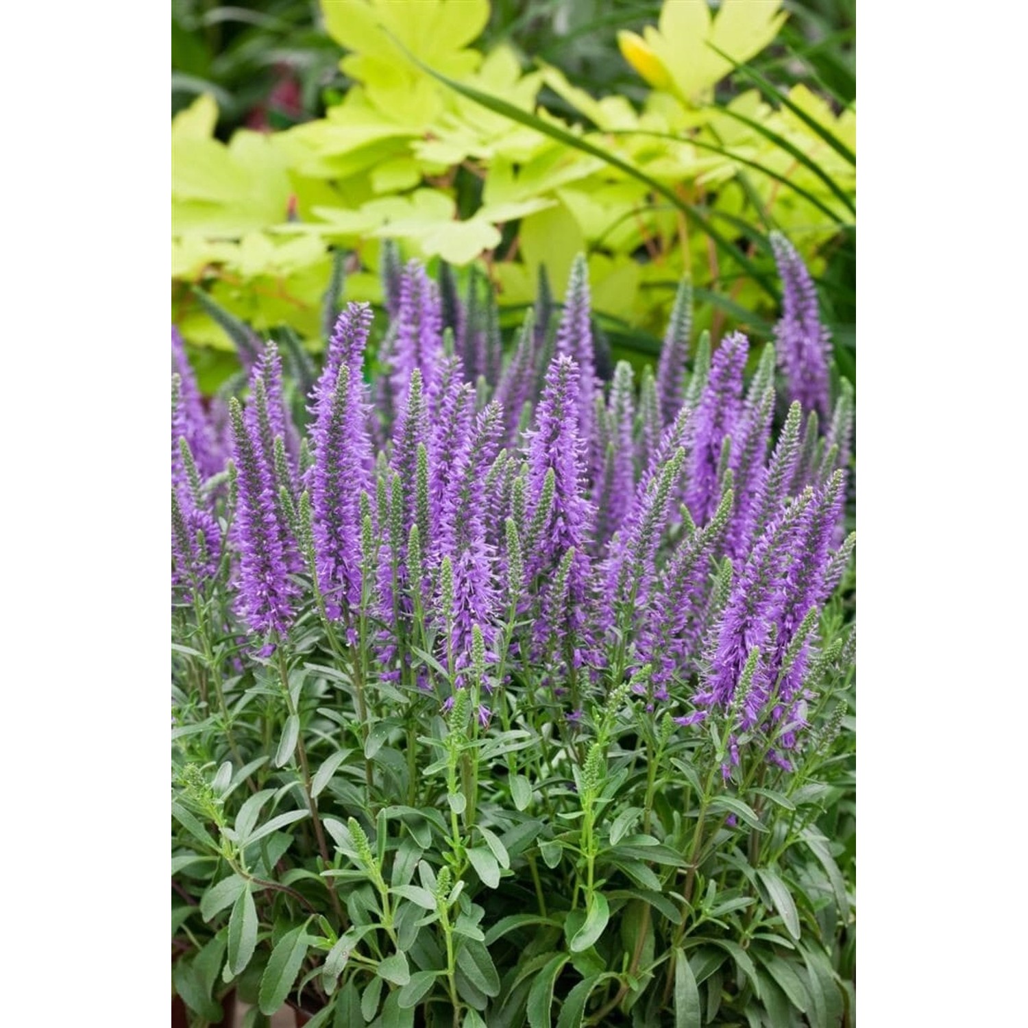 Veronica Spicata Nana Blauteppich Ähriger Ehrenpreis Gen. Ca. 9x9 cm Topf günstig online kaufen