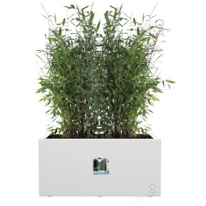 Weißer Elho Vivo Next Lang Blumentopf 59 cm mit Rollen, bepflanzt mit Bambus.
