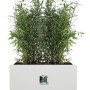 Weißer Elho Vivo Next Lang Blumentopf 59 cm mit Rollen, bepflanzt mit Bambus.