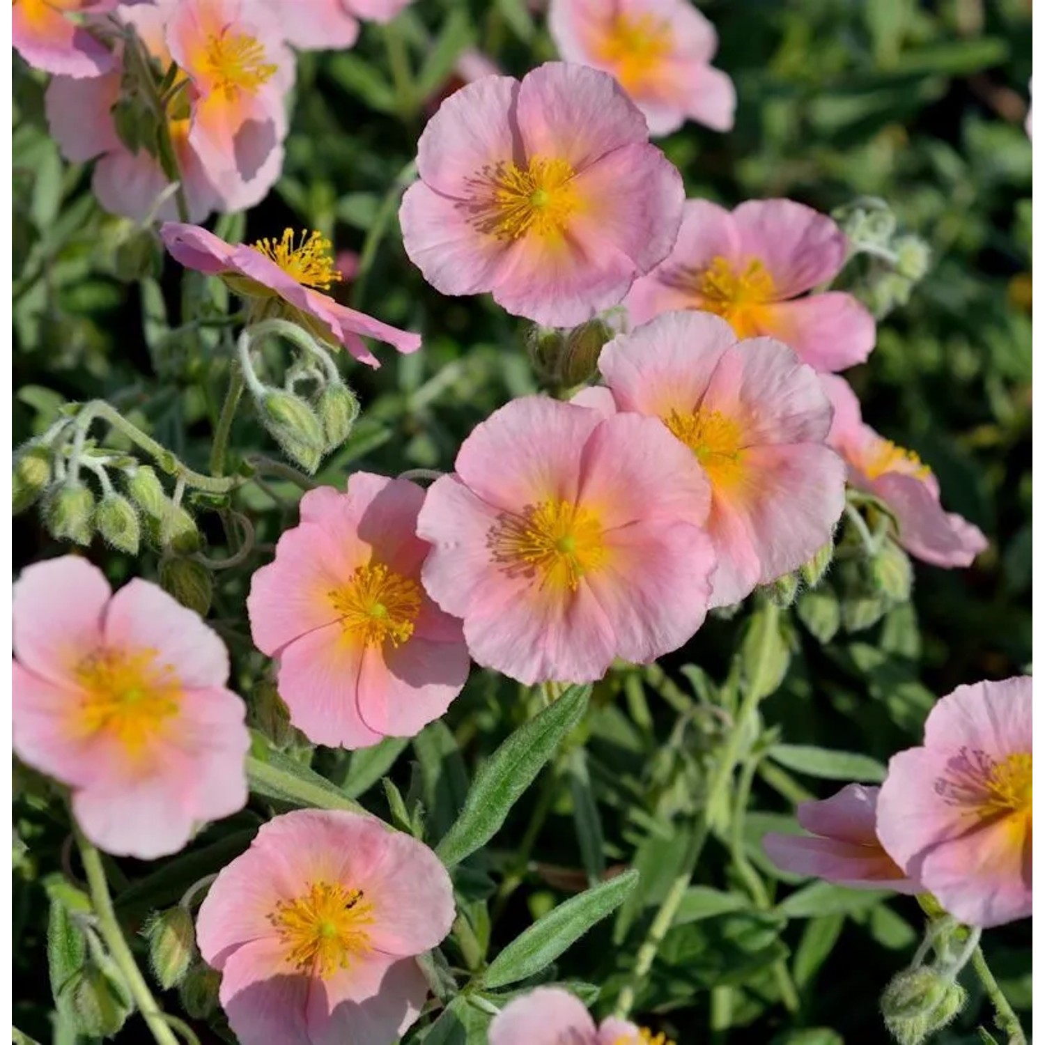Sonnenröschen Wisley Pink - Helianthemum