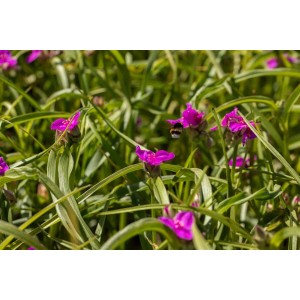 Tradescantia Karminglut Dreimasterblume mit purpurroten Blüten und einer Hummel im Garten.