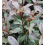 Kompakte Glanzmispel (Photinia fraseri) mit glänzenden grünen und rötlichen Blättern und roten Stielen. Dichter Strauch.