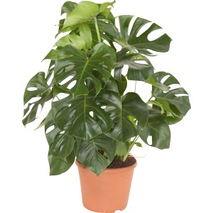 Grüne Monstera Deliciosa im Topf, ca. 30 cm Durchmesser. Beliebte Zimmerpflanze mit markanten Blättern.