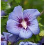 Nahaufnahme einer blau-violetten Blüte des Garteneibisch 'Marina' mit dunklem Fleck in der Mitte.