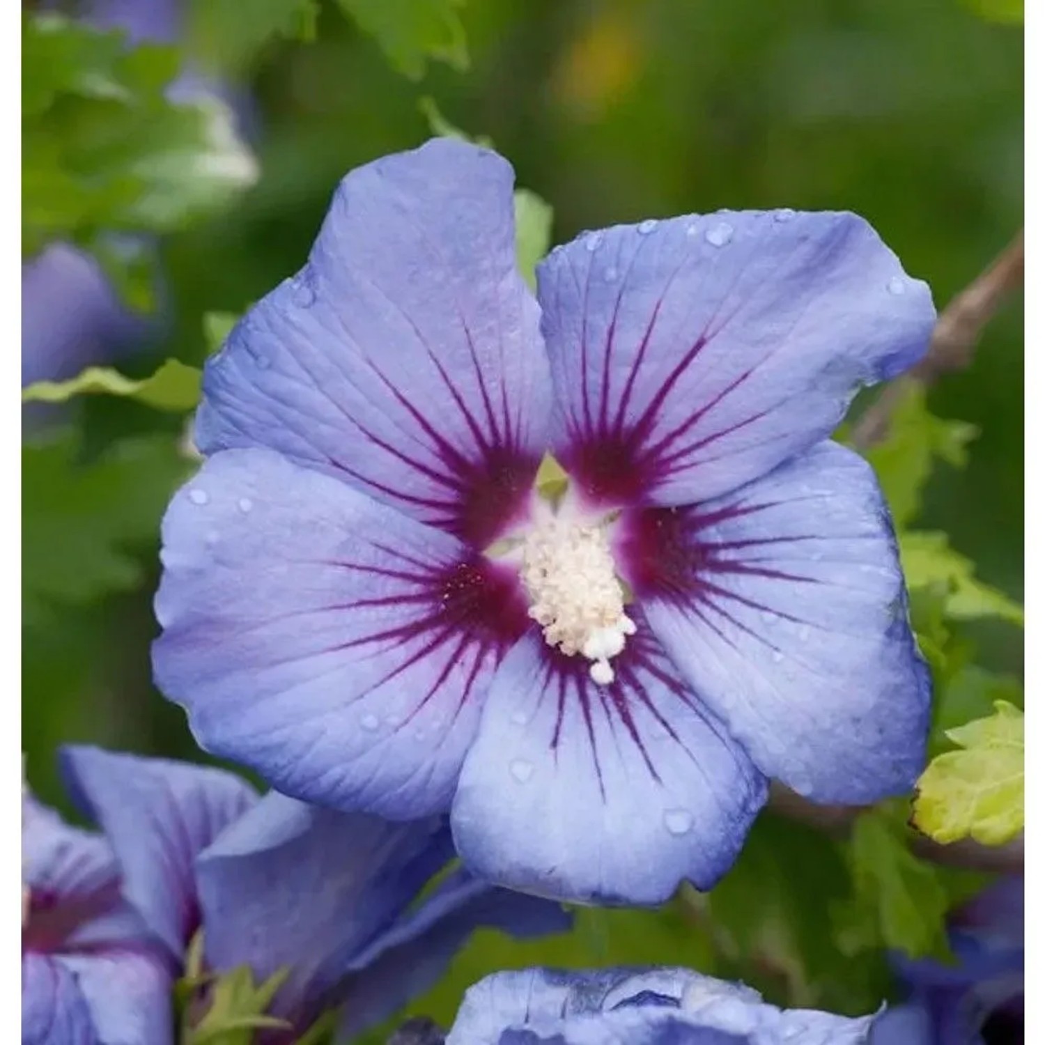 Hochstamm Garteneibisch Marina 60-80cm - Hibiscus