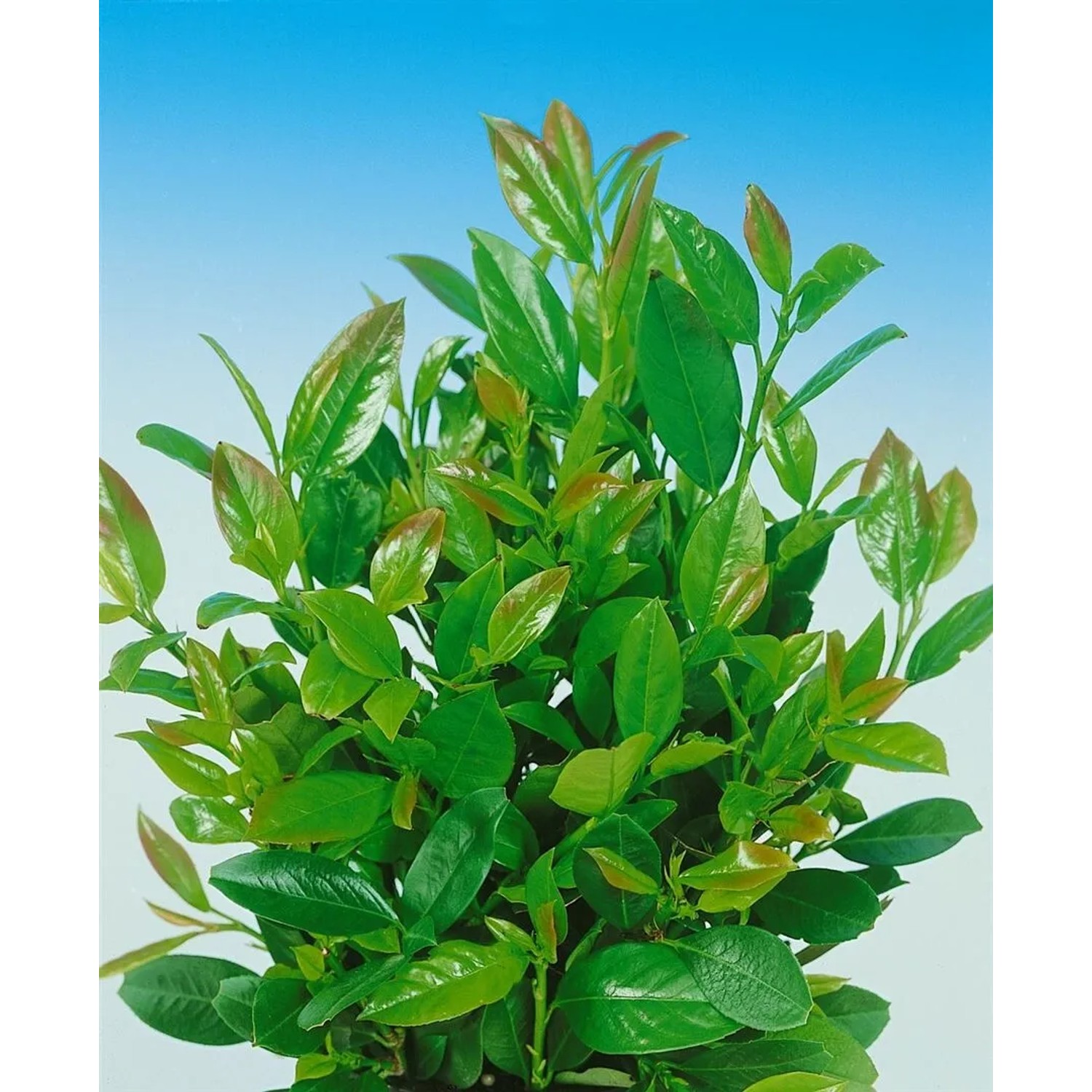 Detailaufnahme der Heckenpflanze Prunus laurocerasus 'Kleopatra' (80-100 cm) mit grünen Blättern.