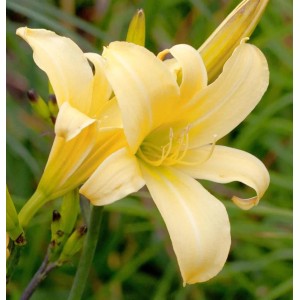 Gelbe Taglilie 'Vespers' (Hemerocallis) im Detail. Blütenstand einer Staude.