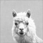 Leinwandbild: Anonymus Lama, Schwarz-Weiß-Porträt, 27x27 cm. Wanddeko für Wohnräume.