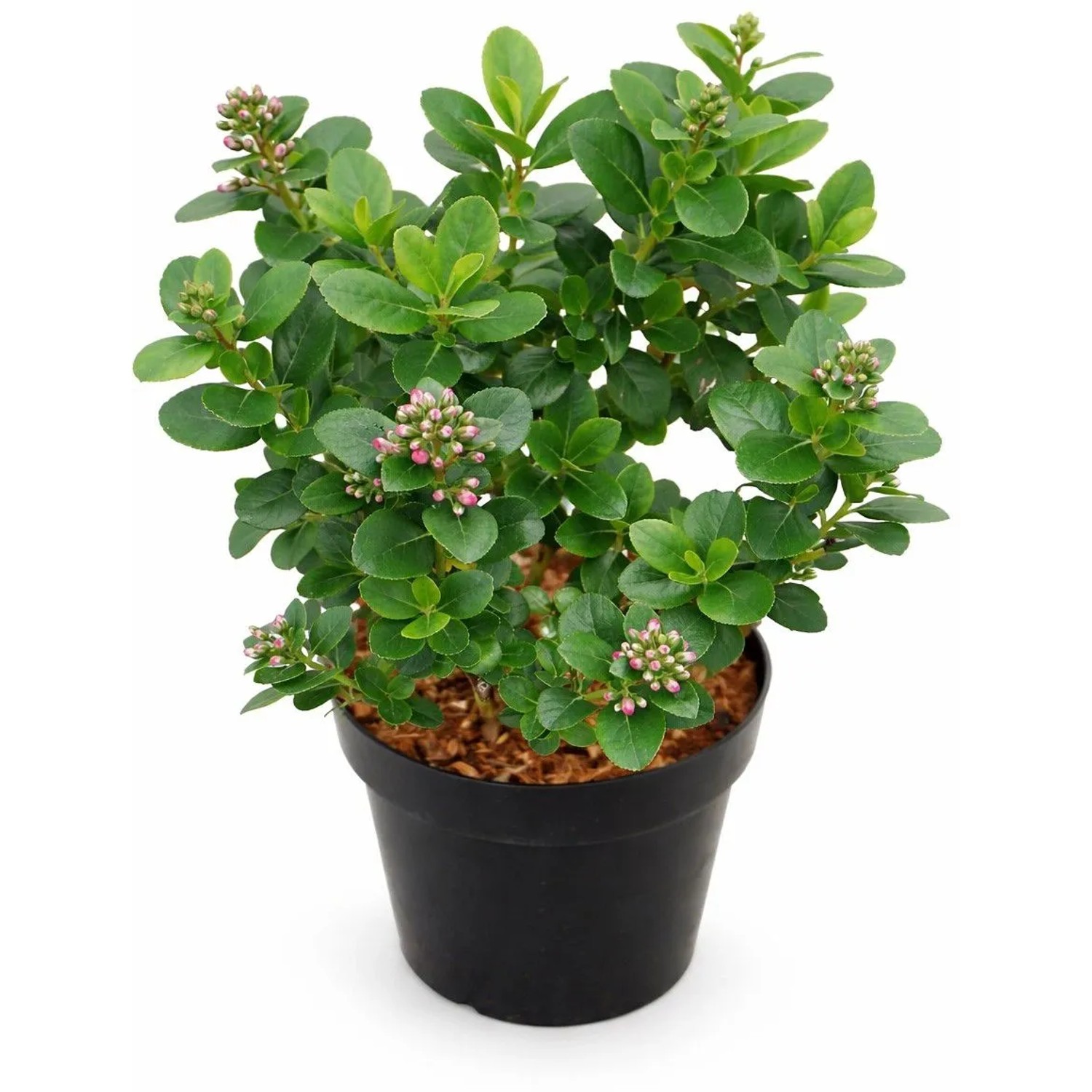 Andenstrauch "Pink Elle" Höhe ca. 30 cm Topf ca. 2,8 l Escallonia