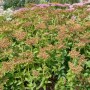 Sedum Aizoon Fetthenne im 9x9 cm Topf, Staude mit grünen Blättern und gelben Blütenknospen.