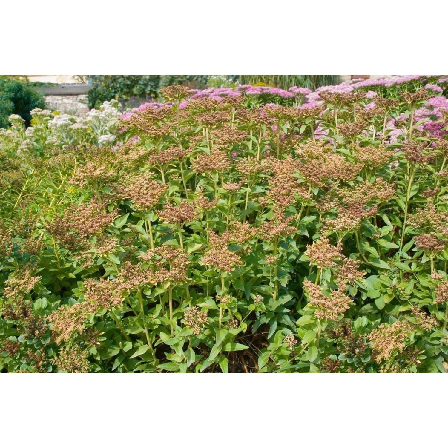 Sedum Aizoon Fetthenne Ca. 9x9 cm Topf günstig online kaufen