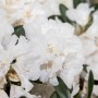 Nahaufnahme: Weiß blühender Rhododendron Roxieanum Var. Oreonastes, immergrüner Strauch.