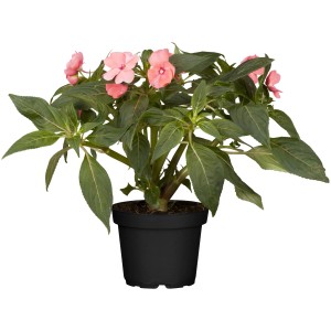 Fleißiges Lieschen im Topf, rosa Blüten und grüne Blätter. Blühende Kübelpflanze für halbschattige Standorte.