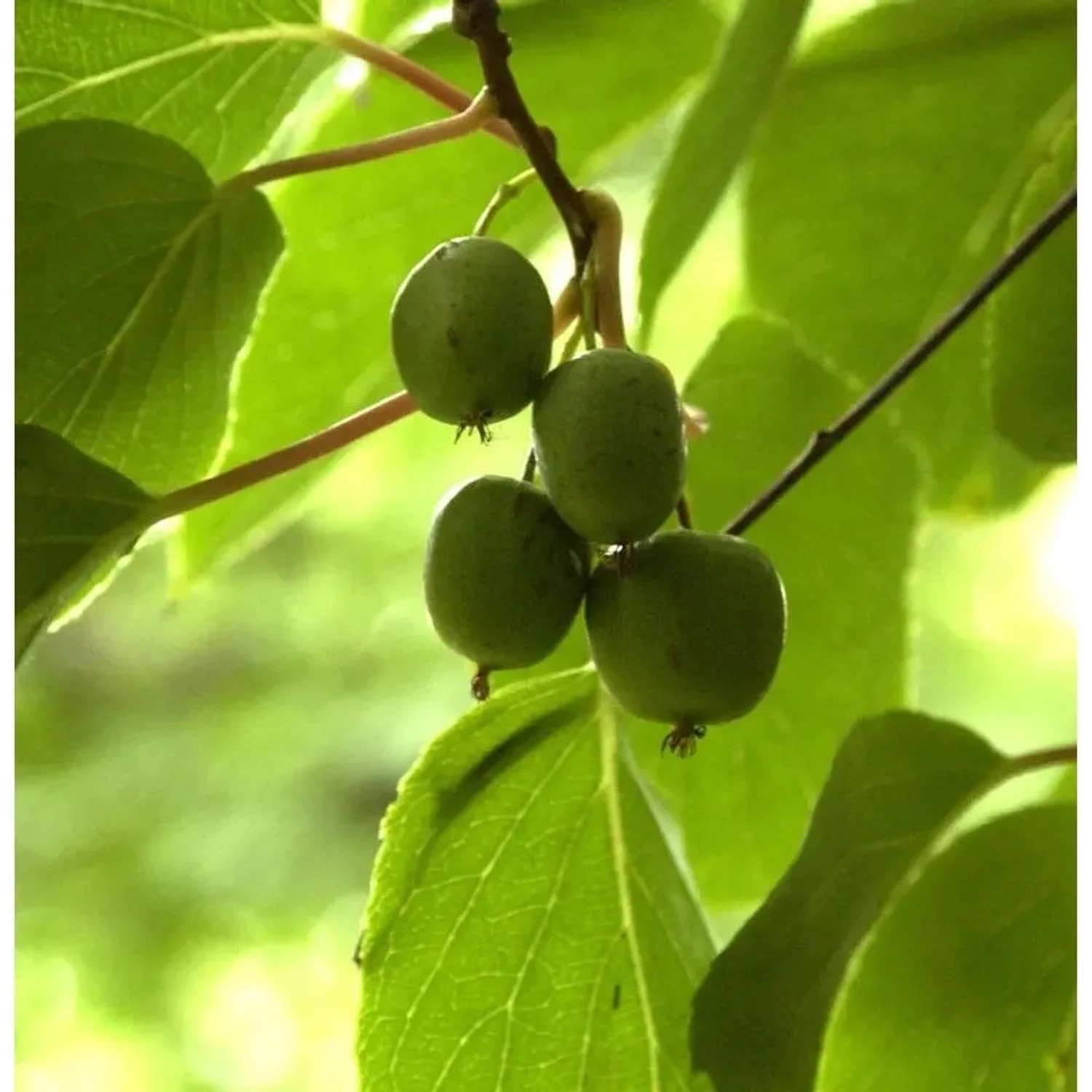 Mini-Kiwi Geneva 60-80cm - Actinidia arguta