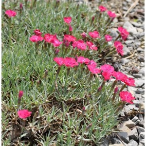 Blühende Pfingstnelke 'Blaureif' (Dianthus gratianopolitanus) mit pinkfarbenen Blüten.