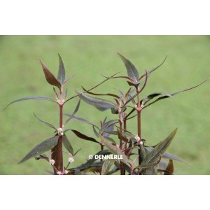 Dennerle Aquariumpflanze Alternanthera Reineckii Mini mit roten Stängeln und grünen Blättern.