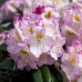 Rosa Rhododendron Hybride Brigitte mit üppigen Blüten und grünen Blättern.