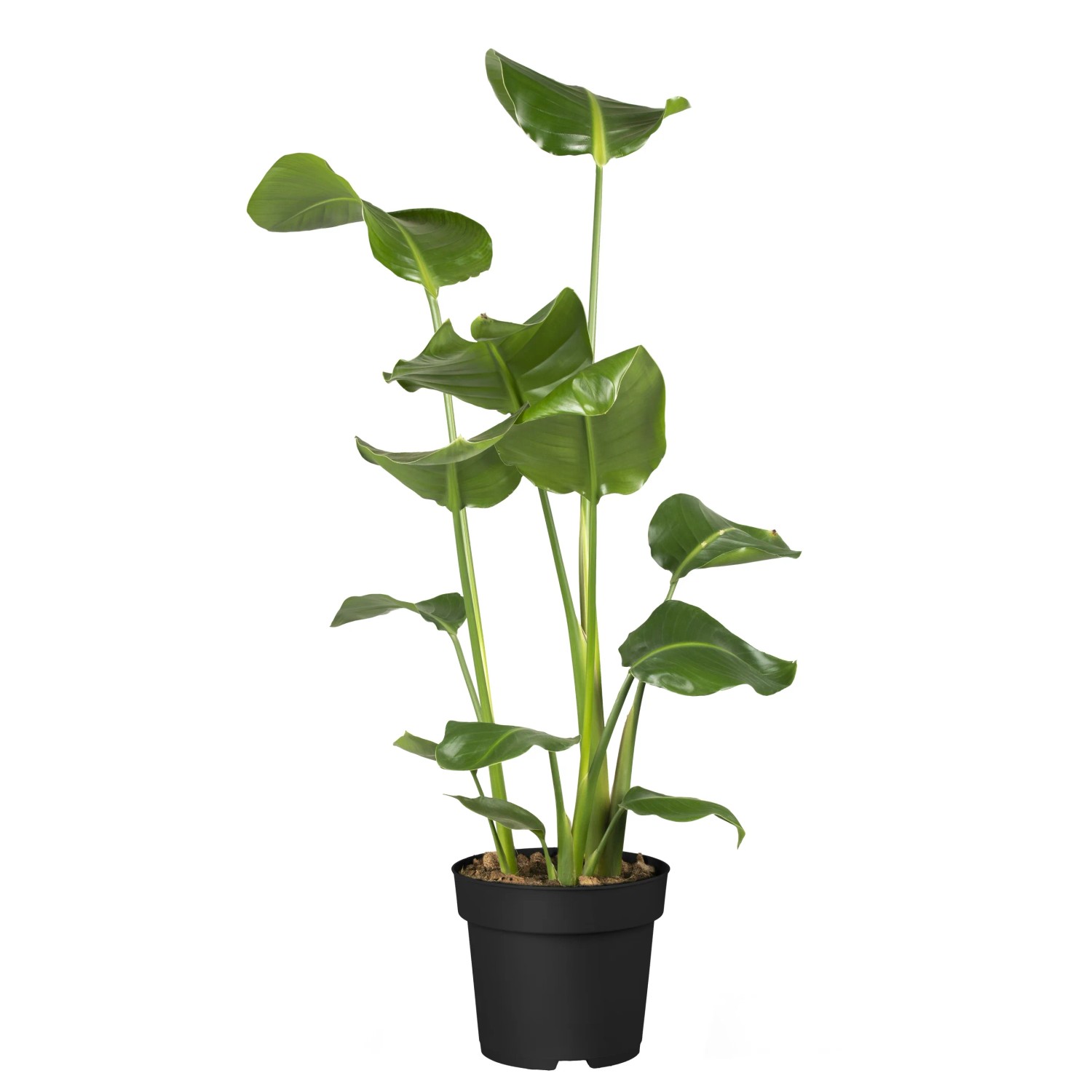 Strelitzia nicolai 150-200 cm Topf  50 cm kaufen bei OBI