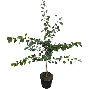 Junge Aprikose Early Orange im Topf, ca. 100-120 cm hoch.