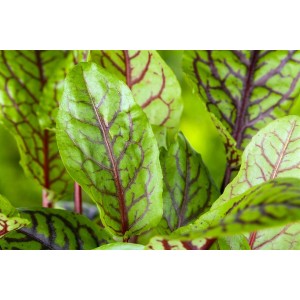 Nahaufnahme von Wiesen-Sauerampfer (Rumex Acetosa) im 9x9 cm Topf. Grüne Blätter mit roten Adern.