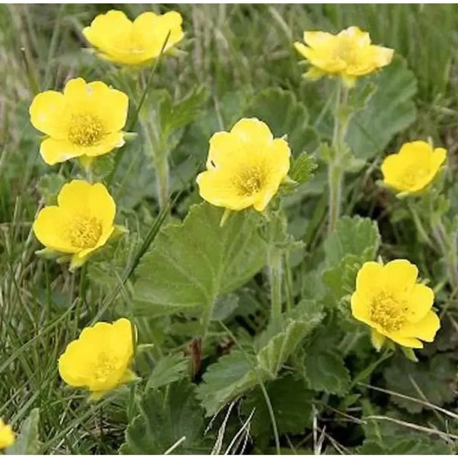 Gebirgs Nelkenwurz Diana - Geum montanum