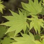 Acer Shirasawanum Jordan Japanischer Ahorn mit gelbgrünen Blättern.
