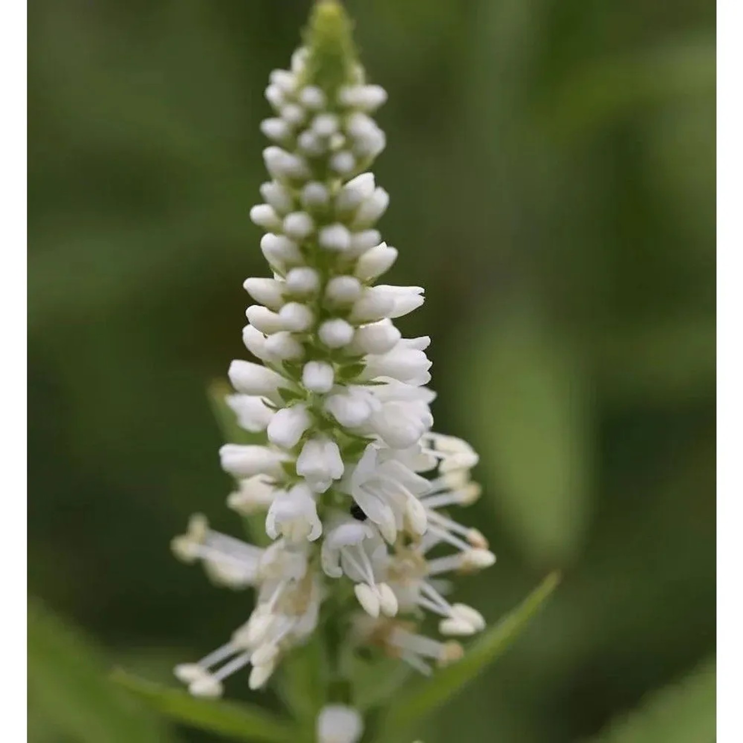 Polsterveronika Icicle - Veronica spicata