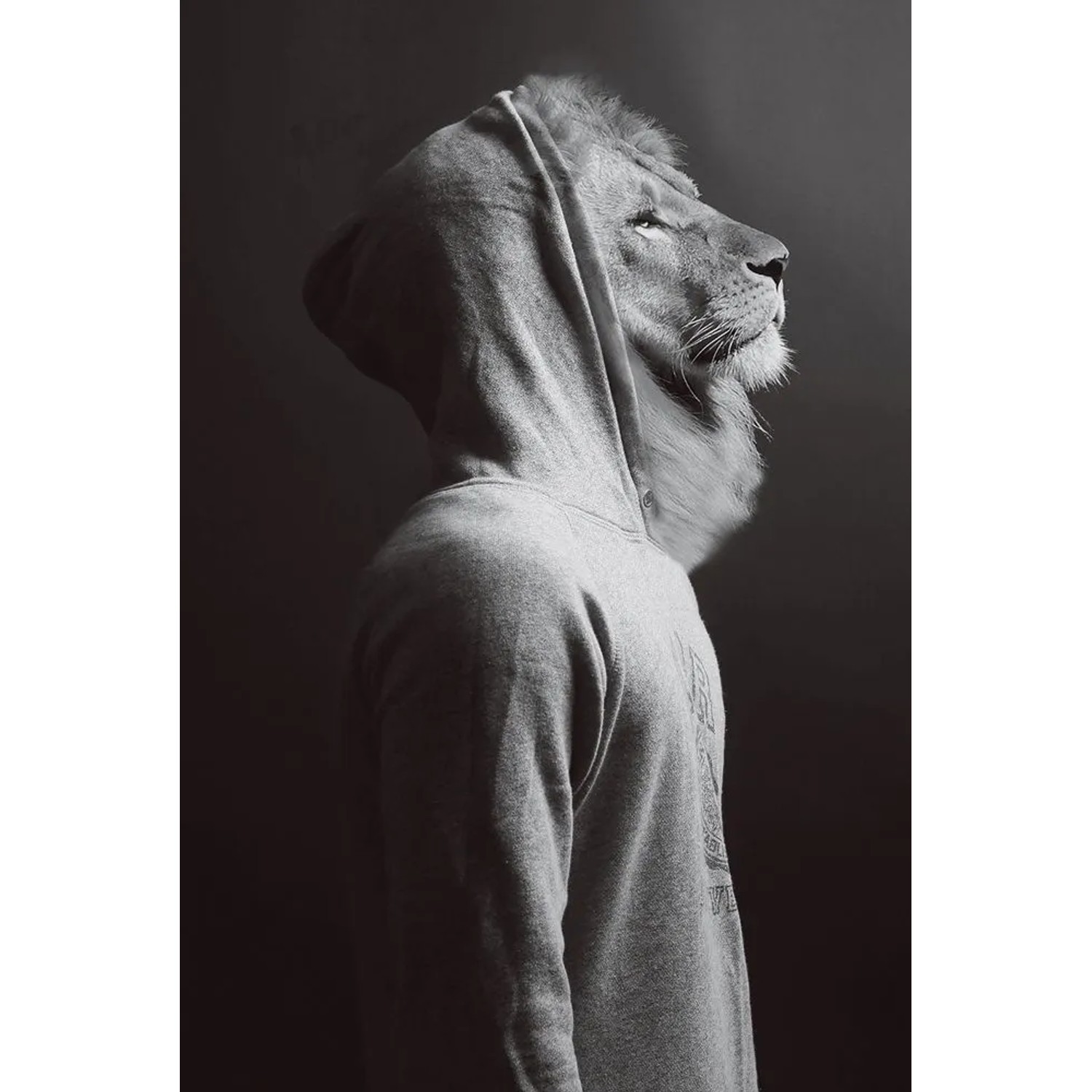 Art Universe Glasbilder Löwe im Hoodie 60 x 90 cm