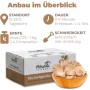 Hawlik Pilzbrut Bio Kastanienseitling Pilze Züchten Set für Anfänger mit Pilzsubstrat und Myzel Inkl. Anleitung_2