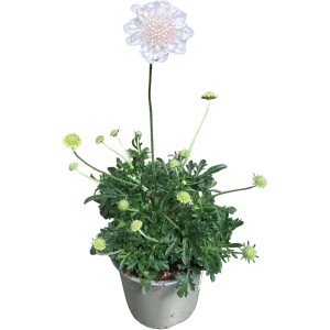 Tauben-Skabiose 'Weiß' im Topf (ca. 19 cm Ø). Blütenstaude mit graugrünen Blättern.