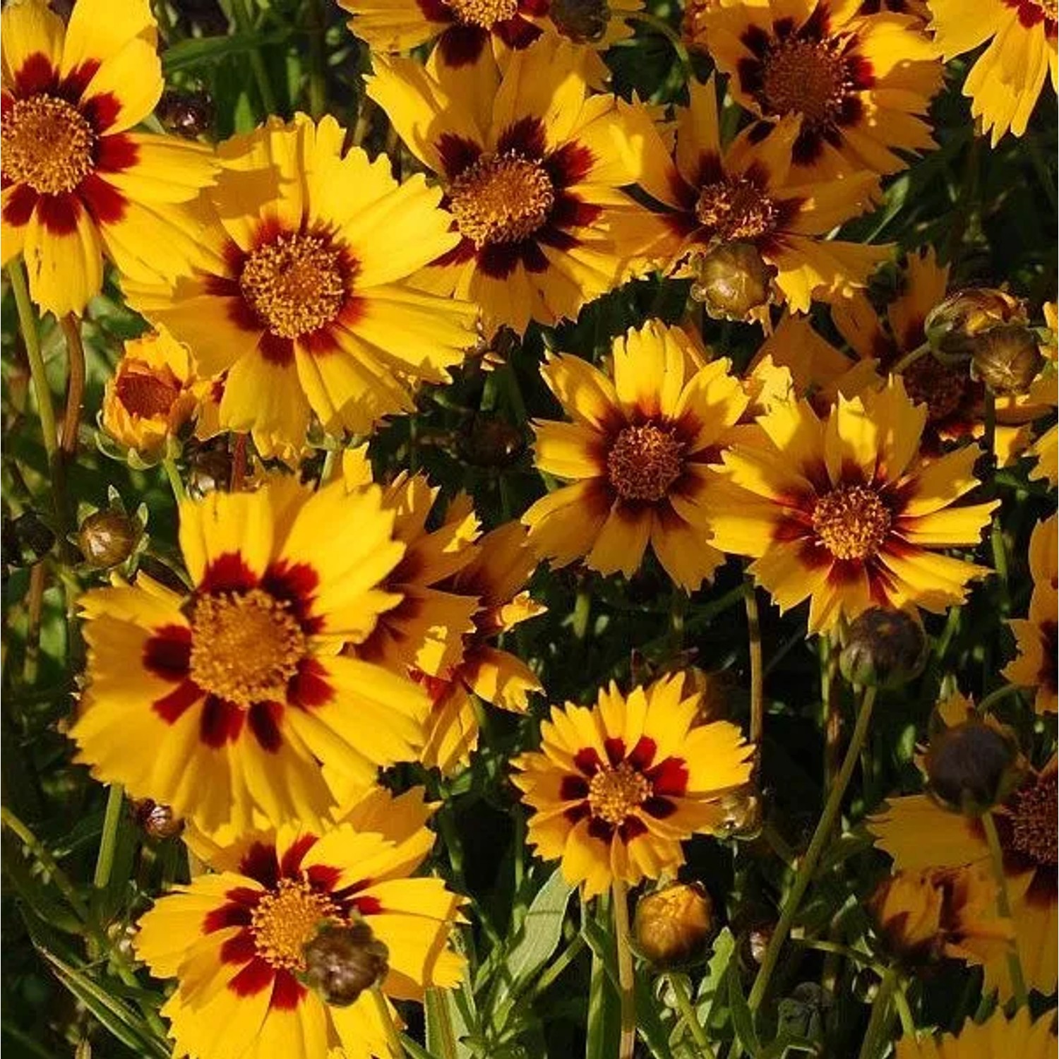 Mädchenauge Sonnenkind - Coreopsis grandiflora