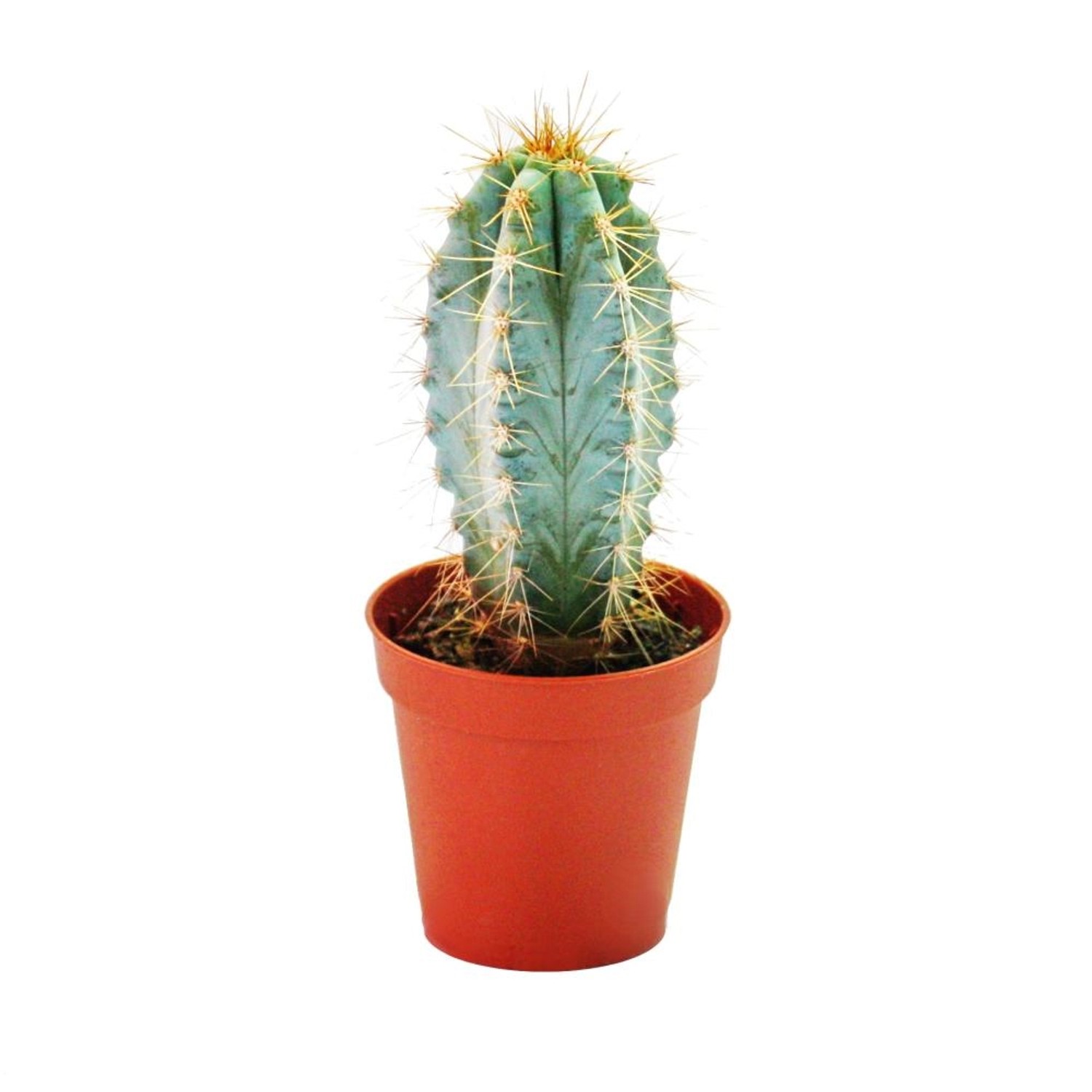 Exotenherz Pilosocereus Azureus Mittelgrosse Pflanze im 8,5cm Topf günstig online kaufen