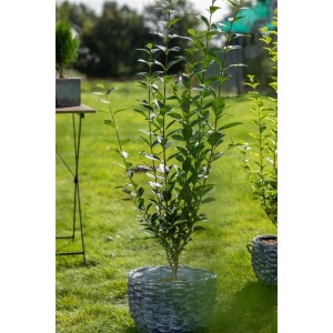 Liguster ovalifolium (50-80cm) im Topf, grüne Heckenpflanze für Garten und Kübel.