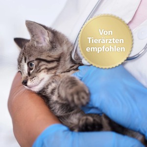 Graue Katze wird von Person mit blauen Handschuhen gehalten. Felisept Beruhigungshalsband empfohlen.