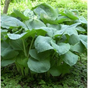 Grünblattfunkie Elegans (Hosta sieboldiana) im Garten, große, grüne Blätter.