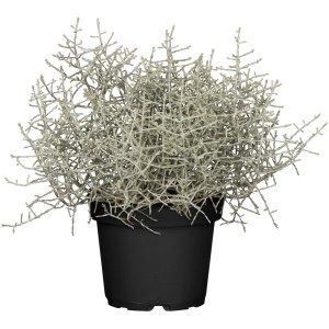 Silberkörbchen Silverland im Topf, eine dekorative Stehpflanze mit silbrigem Laub.