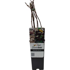 GROW by OBI Bio Himbeere Glen Coe im 2 l Topf, rosa-violette Früchte.