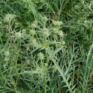 Nahaufnahme der Edeldistel (Eryngium venustum), einer grünen Staude mit stacheligen Blättern.