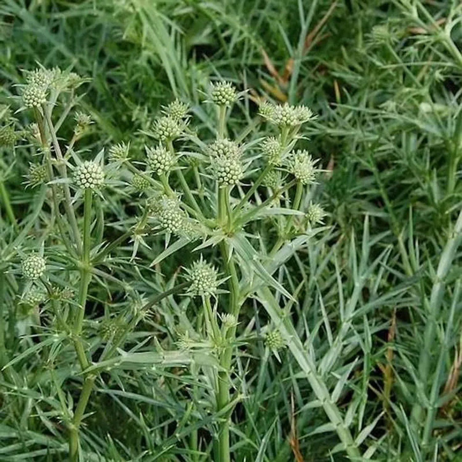 Edeldistel - Eryngium venustum