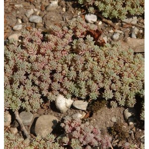 Spanischer Mauerpfeffer (Sedum hispanicum), eine grüne Staude mit rötlichen Spitzen im Beet.