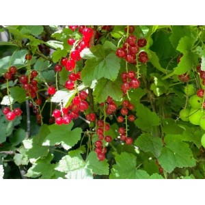 Alpenjohannisbeere mit roten Beeren und grünen Blättern als Topfpflanze.