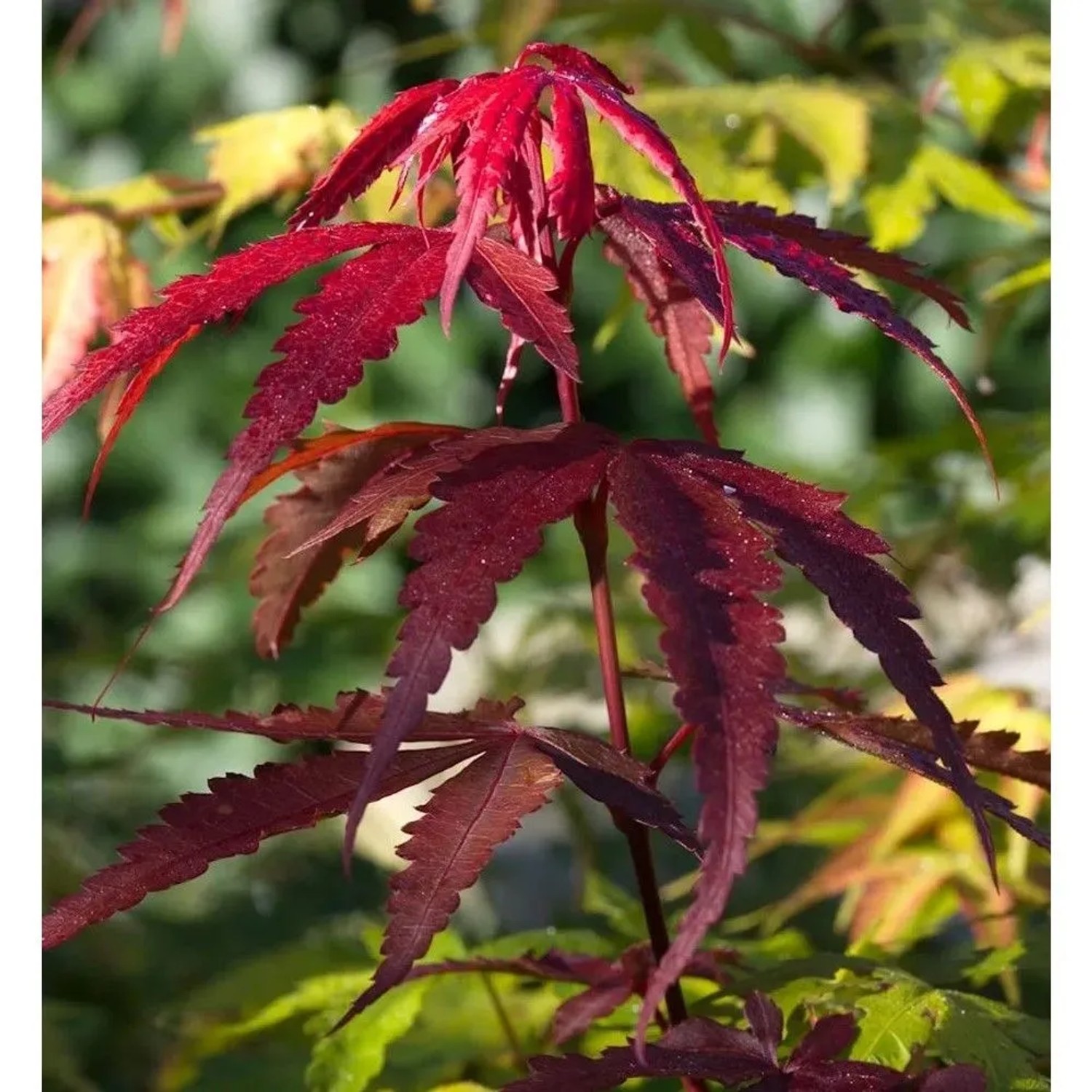 Fächerahorn Red Emperor 60-80cm - Acer palmatum