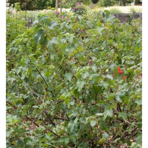 Schwarze Johannisbeere 'Rosenthals Langtraubige' Beerenstrauch mit grünen Blättern und dunklen Früchten.