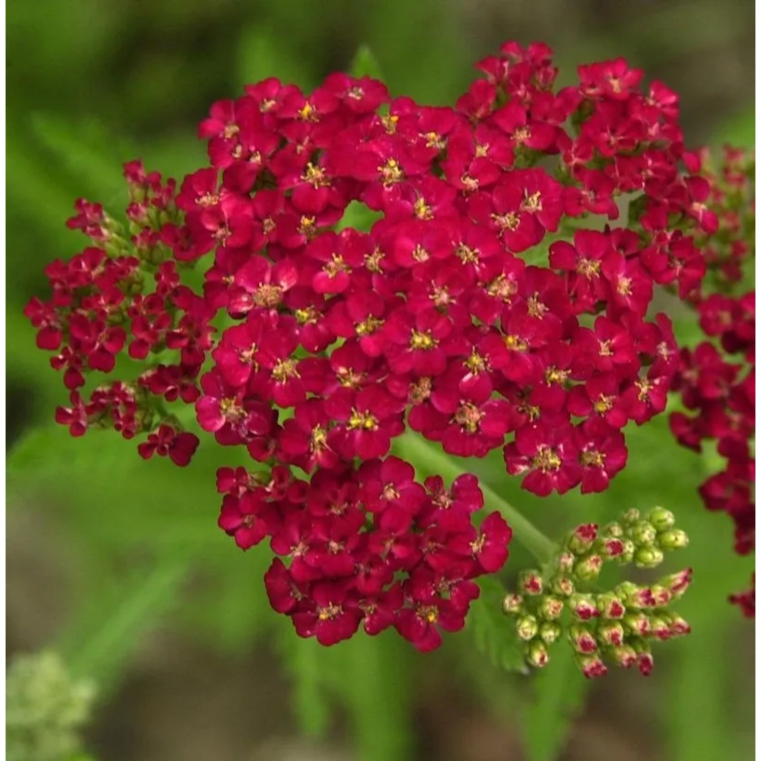 Schafgarbe Fanal - Achillea millefolium