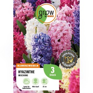 GROW by OBI Hyazinthen Mischung 3 Stück Hyacinthus orientalis Mixed